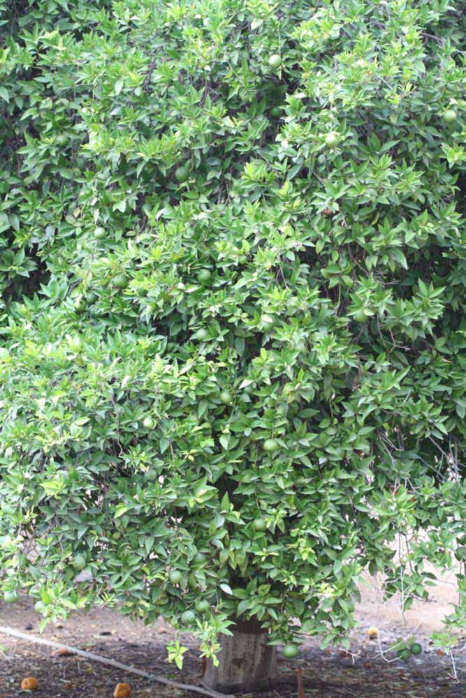            Habit (Riverside, CA)   